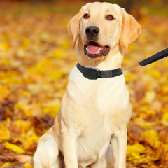 Revolucionarna 2u1 Magnetna ogrlica za vašeg psa