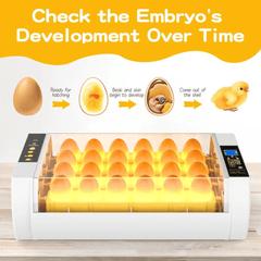 Automatski Inkubator za Jaja sa Kapacitetom od 24 Jaja - Brza i Jednostavna Inkubacija